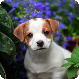 A puppy facing forward.