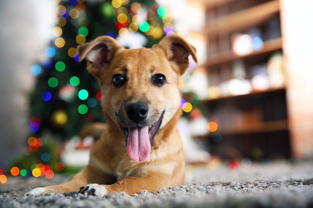 A tan colored dog sitting on carpet with a decorated christmas tree in the background.