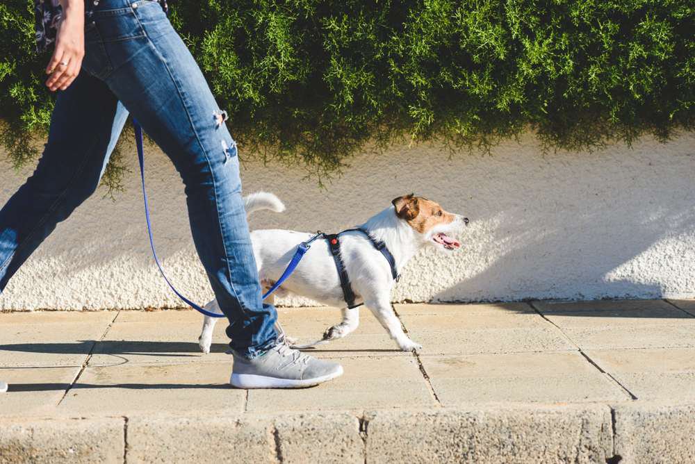 Jack russell terrier wearing a harness walking with its owner on the sidewalk.