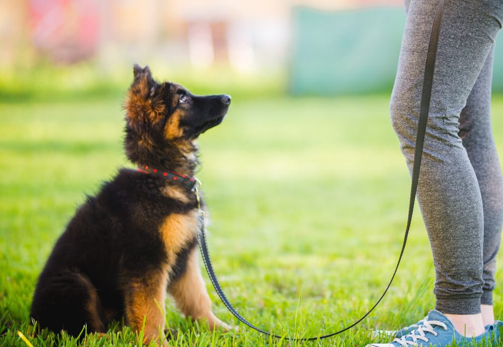 A german shepherd puppy sitting with a leash.