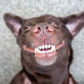 A brown dog lying on its back and showing its teeth.