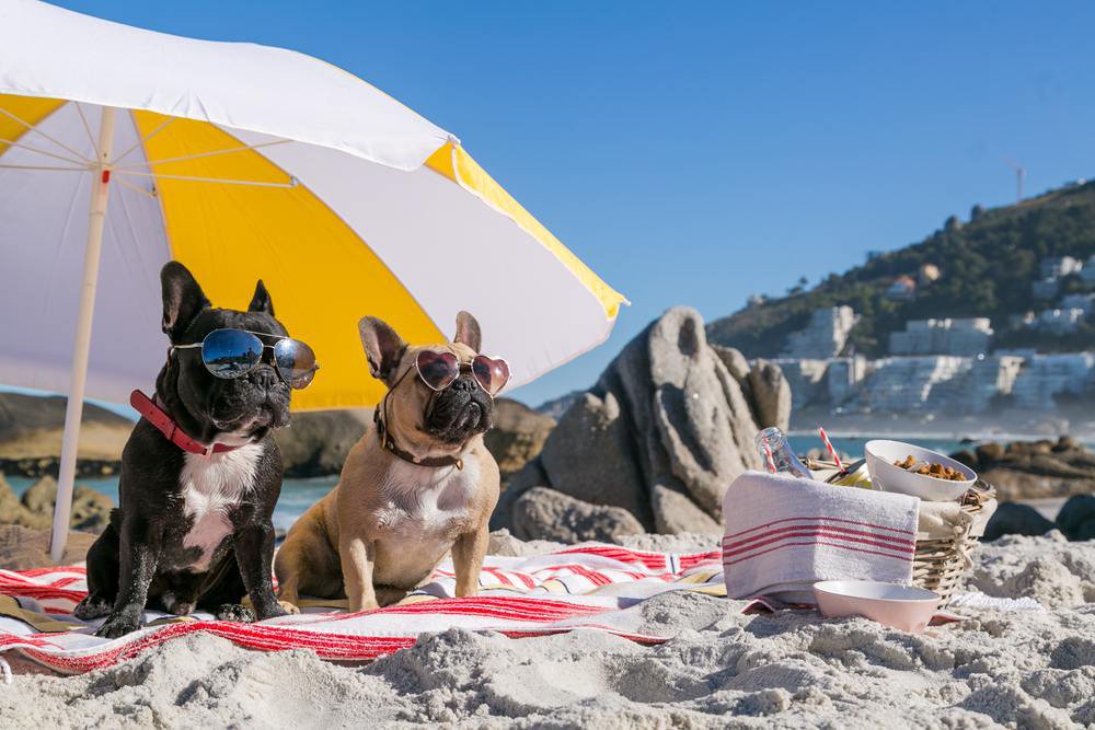 Two french bulldogs wearing sunglasses at the beach.