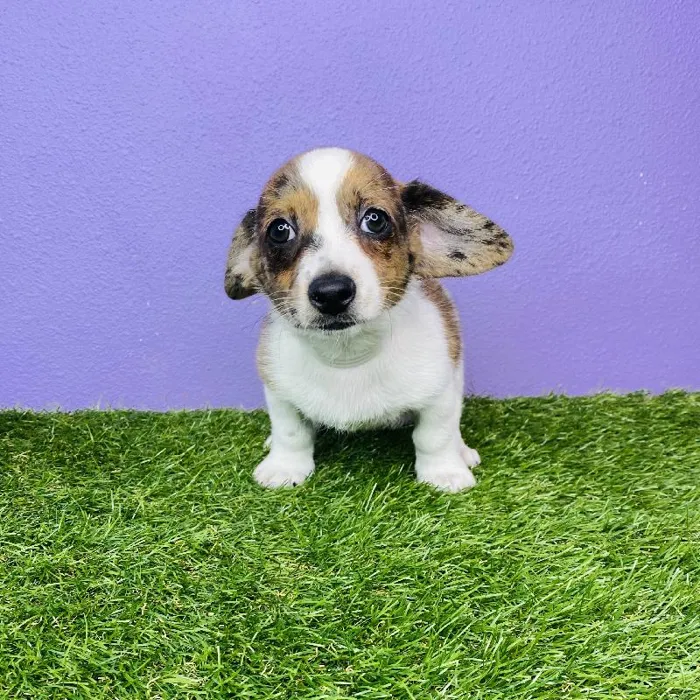 Male Pomeranian/Dachshund Puppy for sale