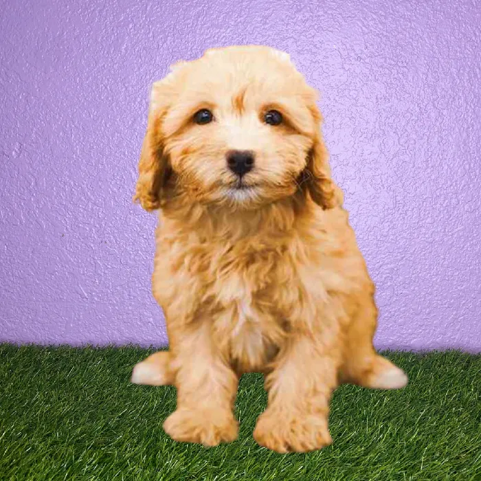 Female Cavachon-Poodle Puppy for Sale in New Braunfels, TX
