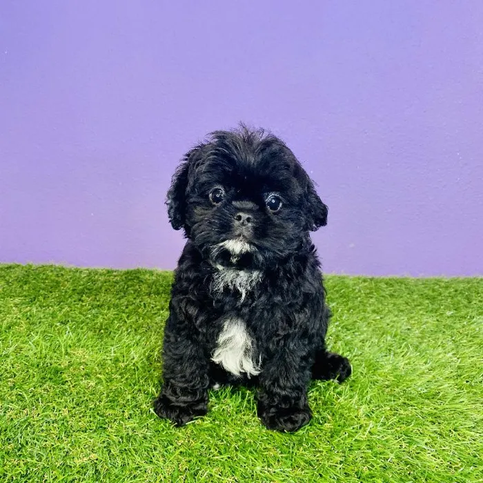 Male Poodle/English Toy Spaniel Puppy for sale
