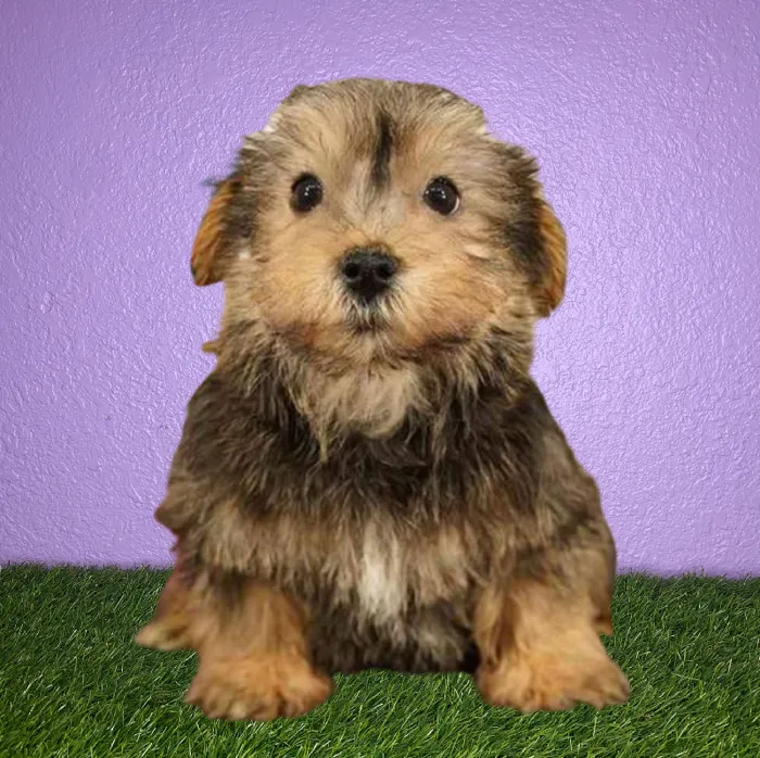 Male Schnorkie Puppy for Sale in New Braunfels, TX
