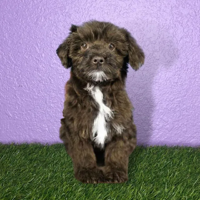 Female Silky-Poo Puppy for sale