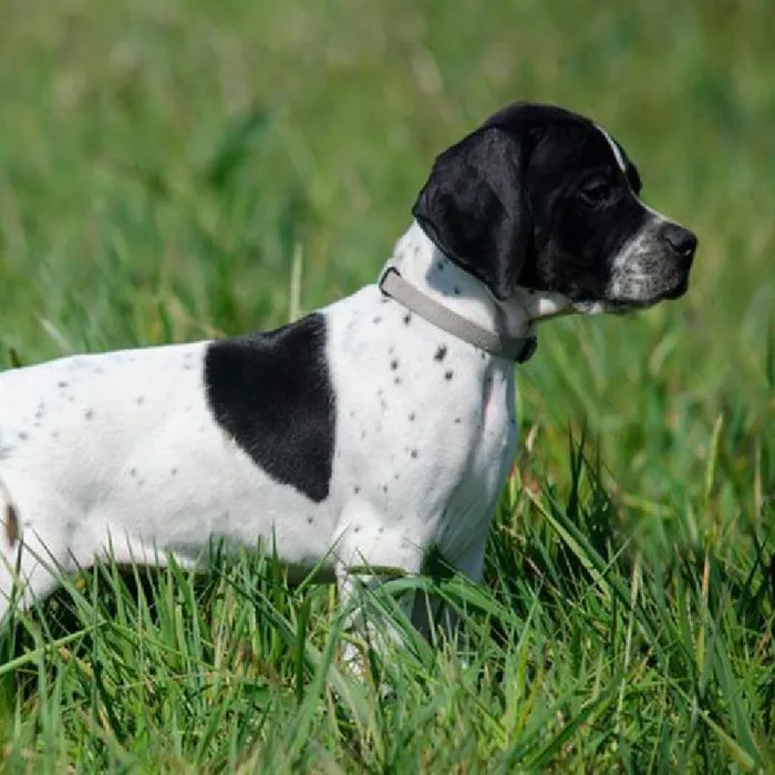 @null
