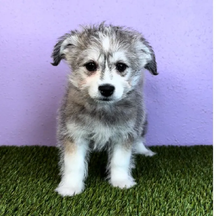 Female Alaskan Klee Kai/Bichon Frise Puppy for Sale in Puyallup, WA