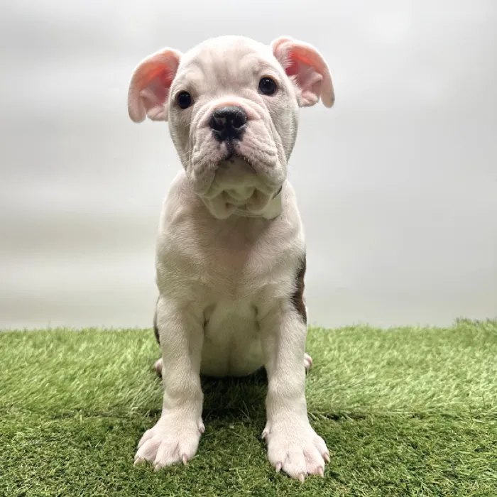 Female Bulldog-Boston Terrier/Bulldog Puppy for Sale in Tolleson, AZ