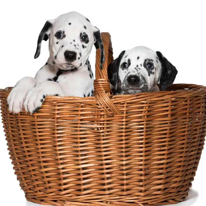 Dalmatian Puppies for Sale image