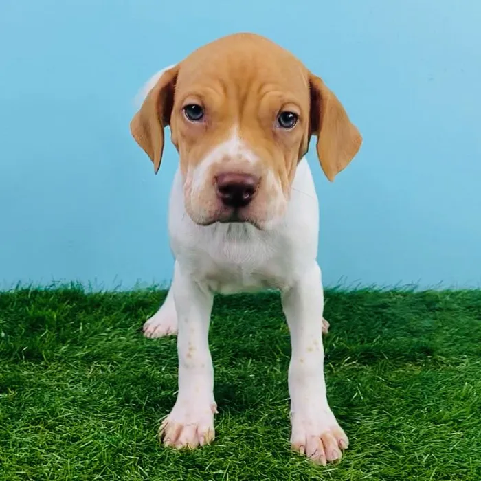 Female Shar Pei/Beagle Puppy for sale
