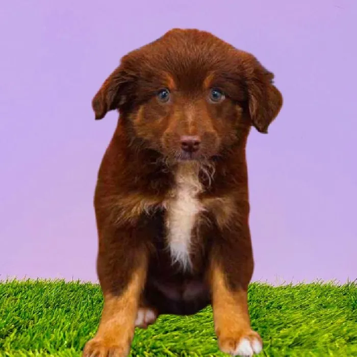 Male Toy Australian Shepherd Puppy for Sale in Puyallup, WA