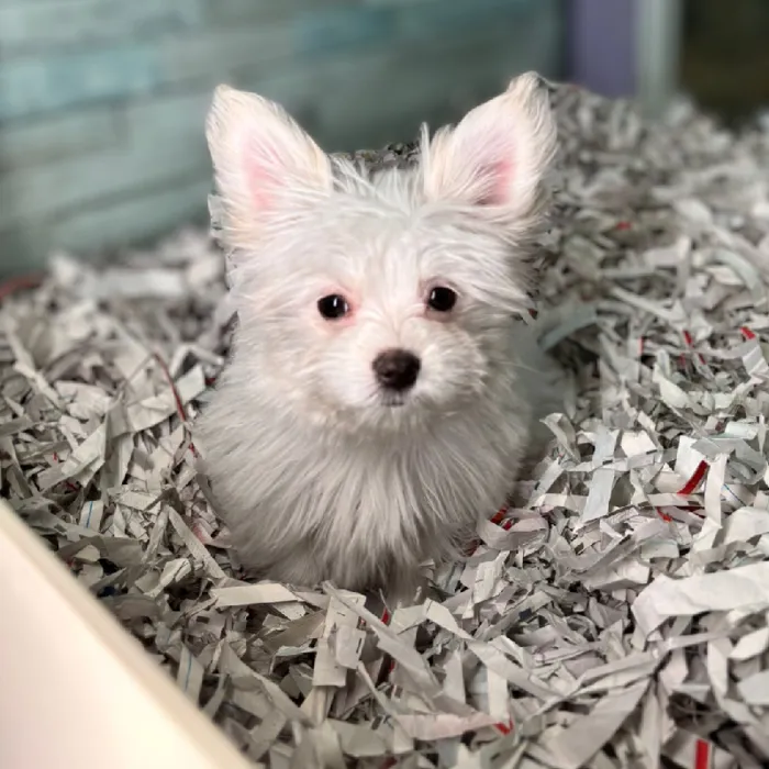 Male Pomanese Puppy for Sale in Tolleson, AZ