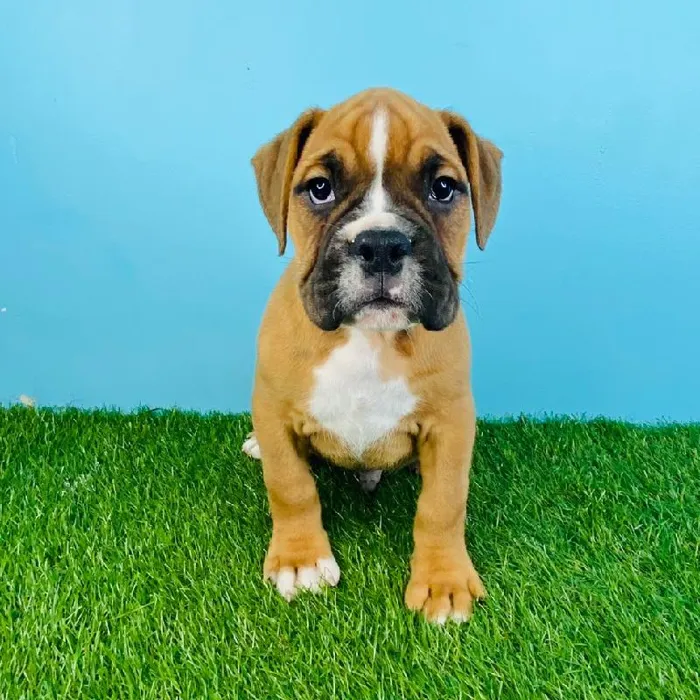 Male Valley Bulldog Puppy for sale