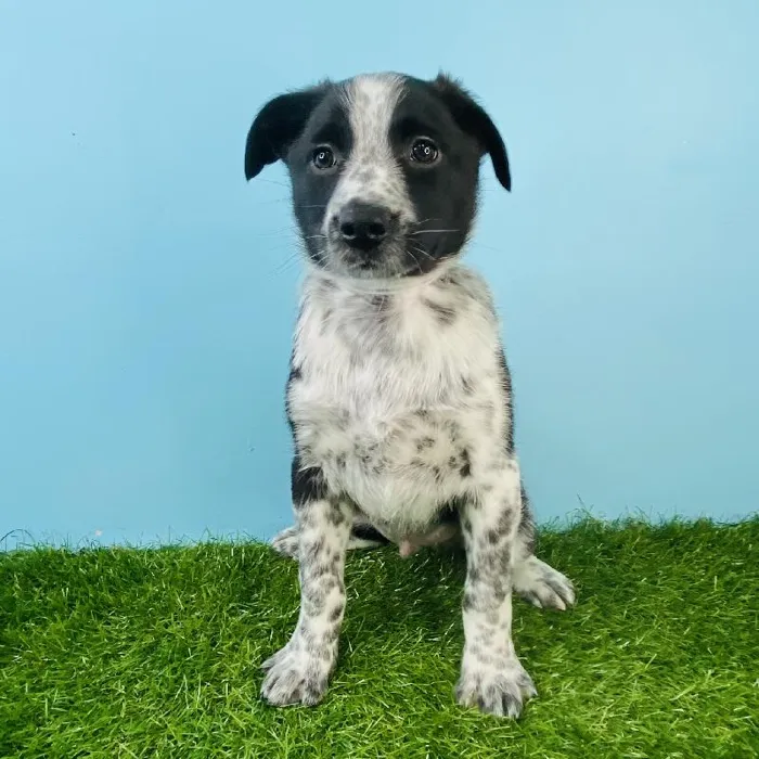 Male Australian Shepherd/Border Collie Puppy for sale