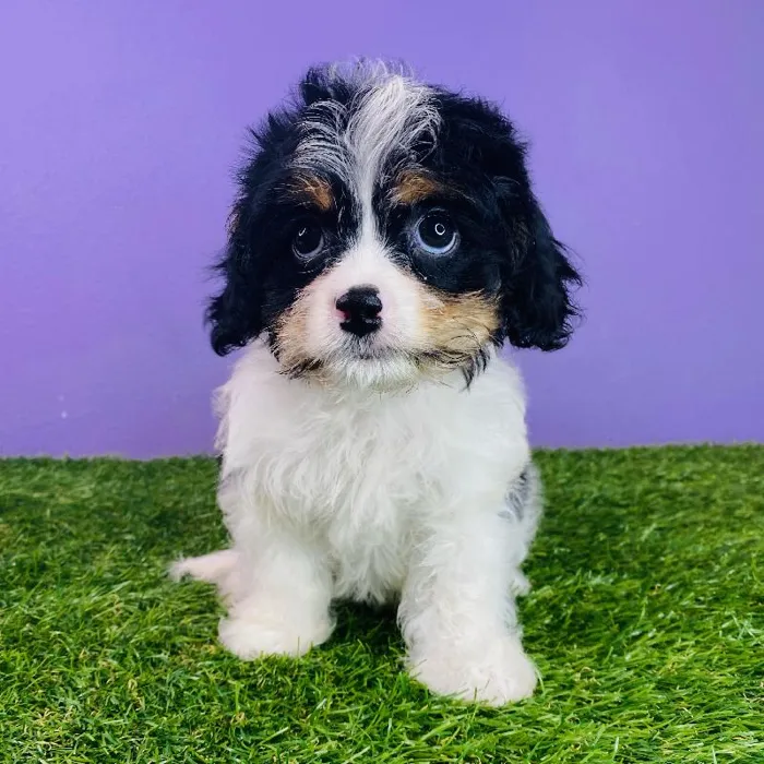 Female Cavalier King Charles Spaniel-Bichapoo Puppy for sale