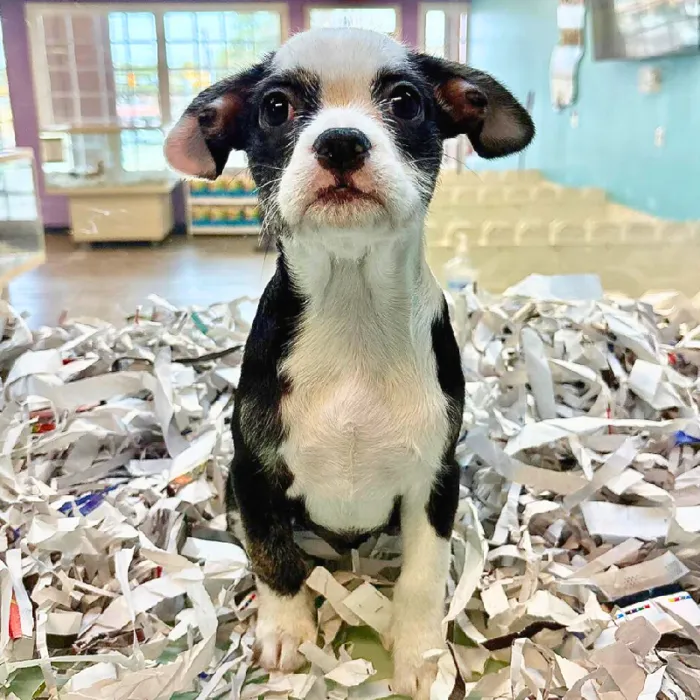 Female Chinese Crested-French Bulldog Puppy for Sale in San Antonio, TX