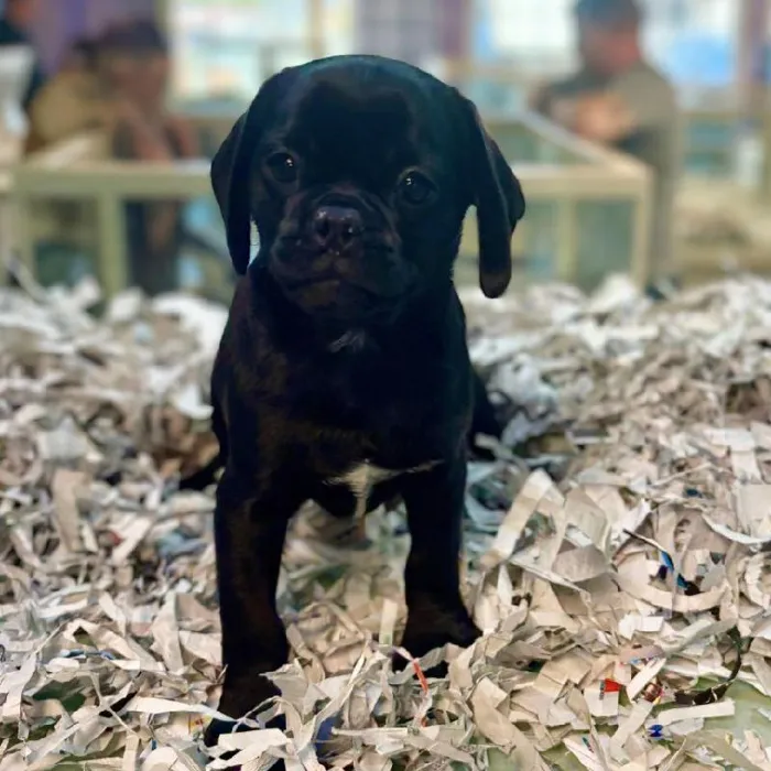 Male Pug-Puggle Puppy for Sale in San Antonio, TX