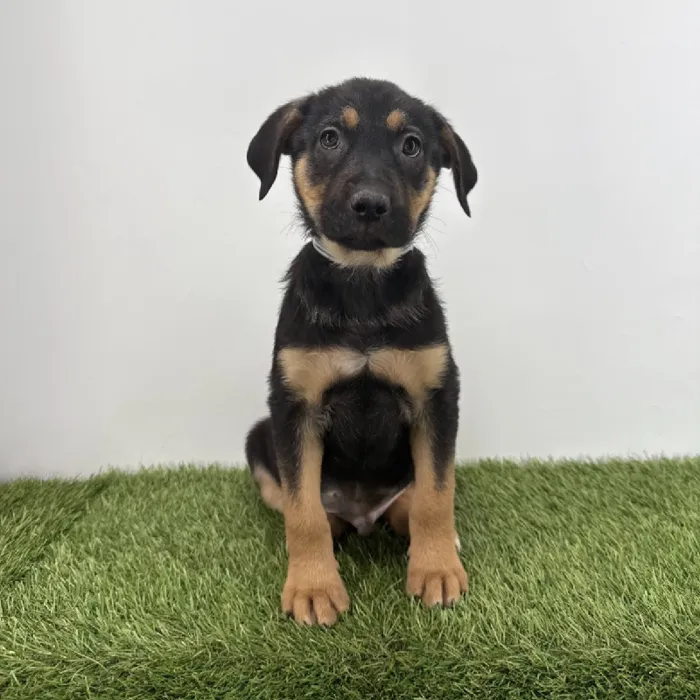 Male German Shepherd-Transylvanian Hound Puppy for Sale in Tolleson, AZ
