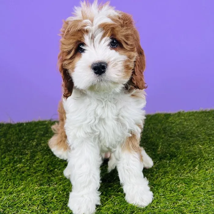 Male Cockalier/Poodle Puppy for sale