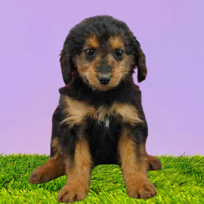Female Mini Aussiedoodle F2 Puppy for Sale in Puyallup, WA