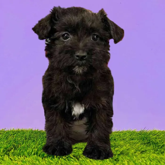 Female Westipoo Puppy for Sale in Puyallup, WA