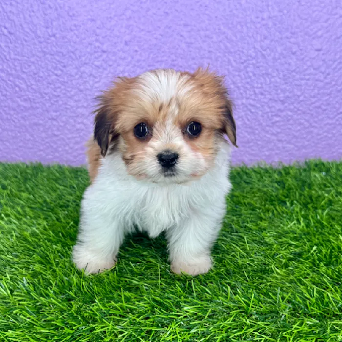 Female Yorkie-Malshi Puppy for Sale in Puyallup, WA