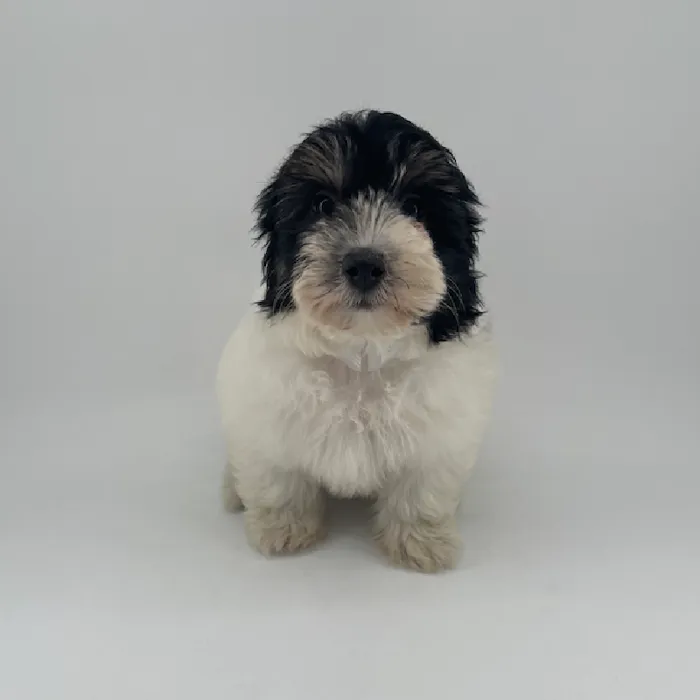 Female 2nd Gen Sheepadoodle Puppy for Sale in Chandler, AZ