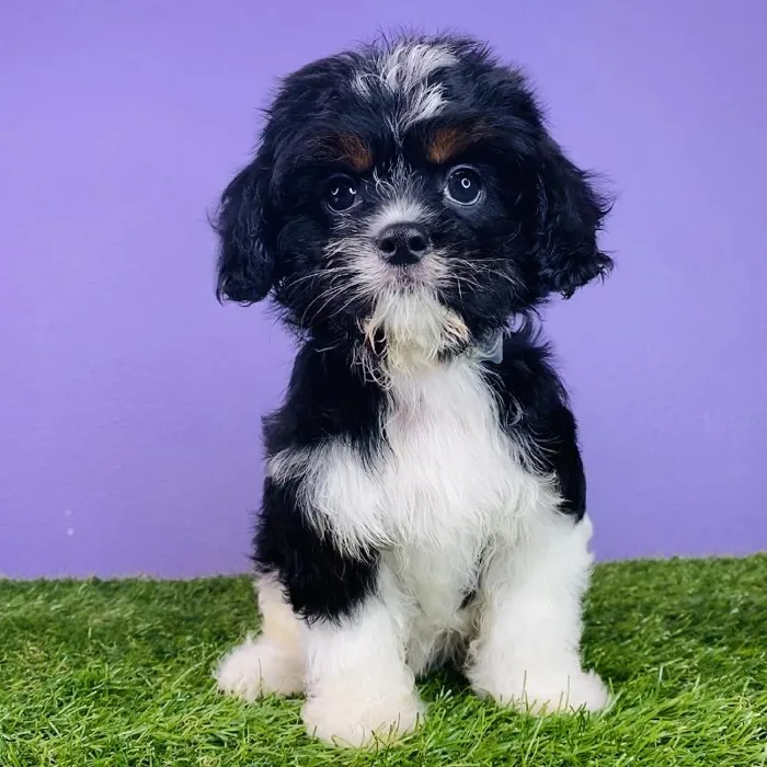 Female Cavalier King Charles Spaniel-Teddy Bear Puppy for sale