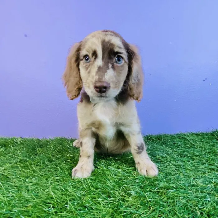 Female Springadoodle Puppy for sale