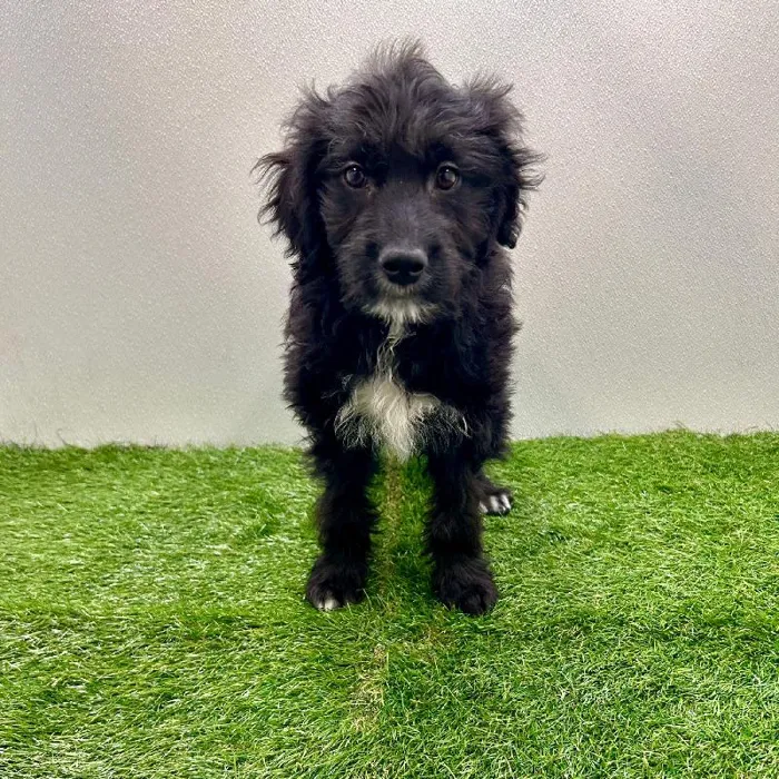 Male Australian Shepherd-Golden Retriever Puppy for Sale in Meridian, ID