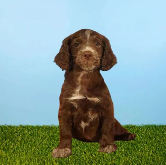Female Mini Springadoodle Puppy for Sale in Meridian, ID