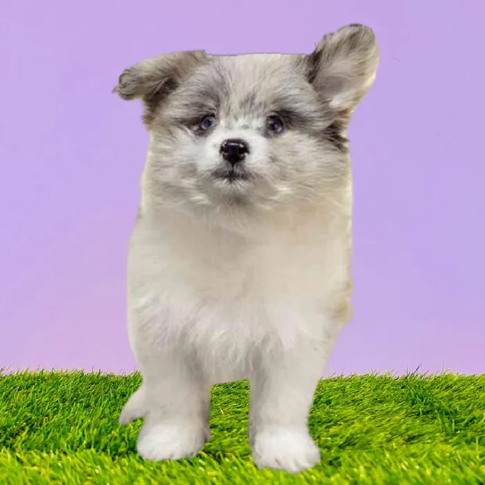 Female Pomachon Puppy for Sale in Puyallup, WA