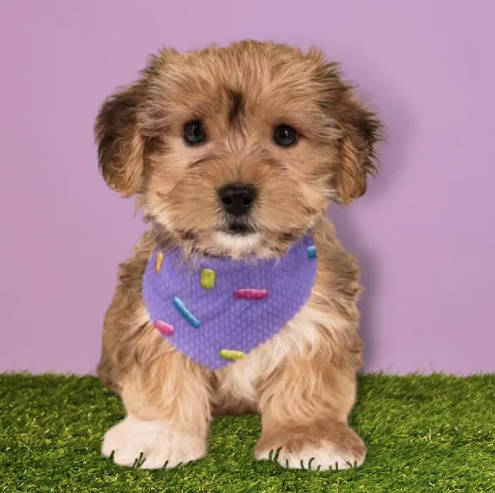 Male SilkChon Puppy for sale