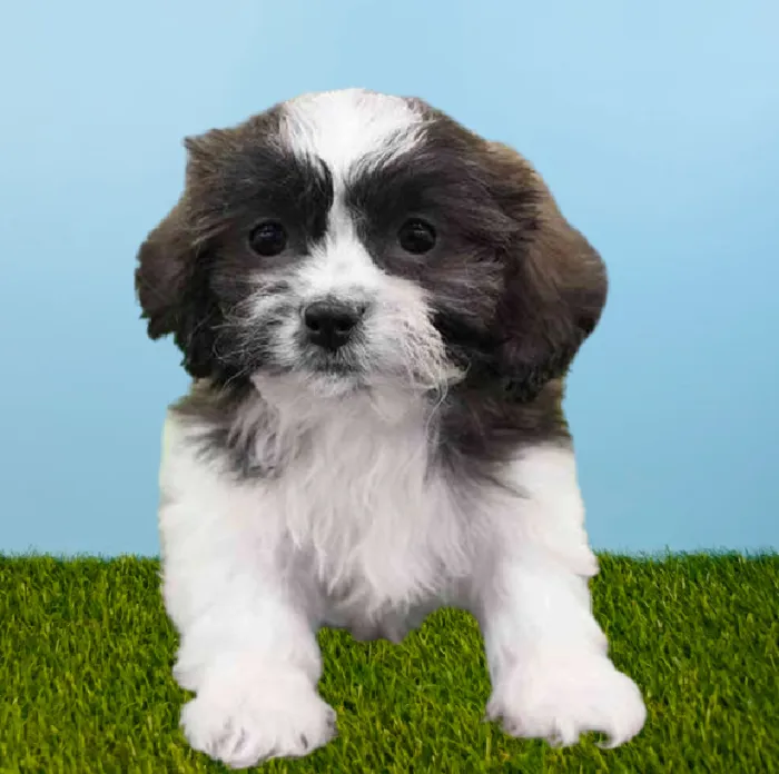 Male Shih Tzu-Maltechon Puppy for Sale in Pasadena, TX