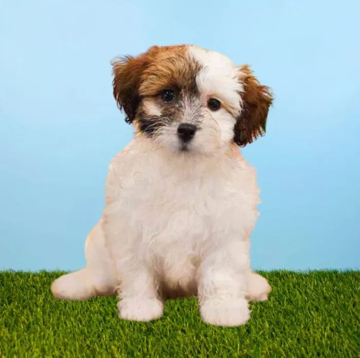 Female Yorkie/Teddy Bear Puppy for Sale in Meridian, ID