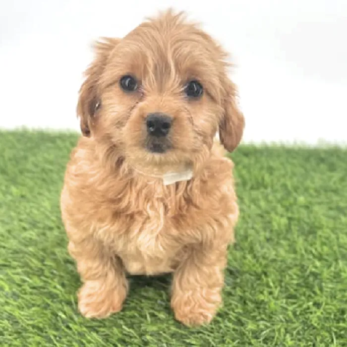 Female Chi-Poo Puppy for Sale in Puyallup, WA