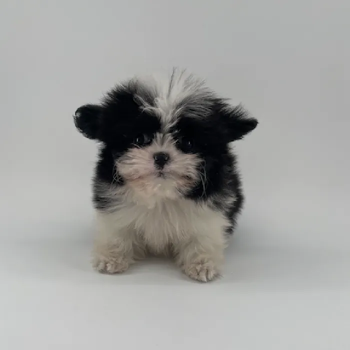Male Shiranian Puppy for Sale in Chandler, AZ