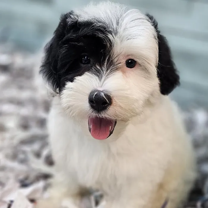 Female 2nd Gen Mini Sheepadoodle Puppy for Sale in San Antonio, TX