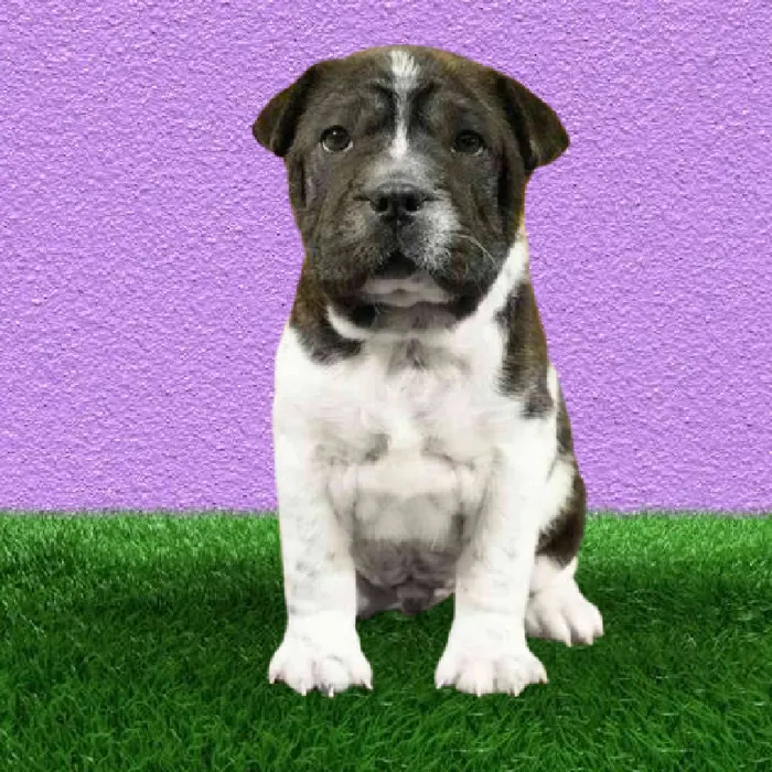 Male Shar Pei/Boston Puppy for Sale in Marietta, GA