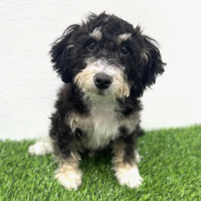 Male Bernedoodle Mini Puppy for Sale in Puyallup, WA