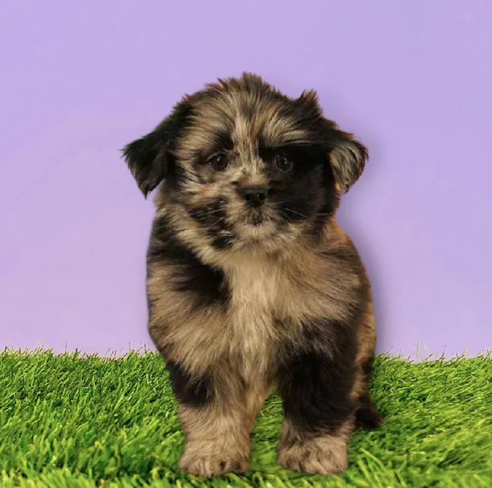 Male Hybrid Puppy for sale