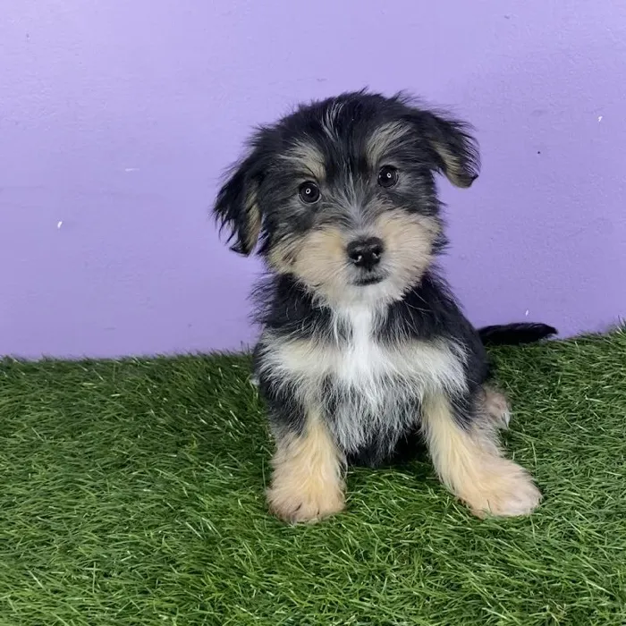 Male Silky Terrier/Havanese Puppy for sale