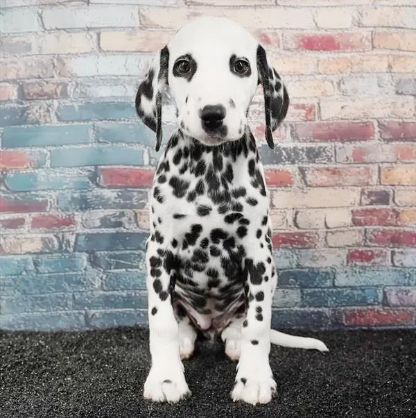 Female Dalmatian puppy for sale at Puppyland Tolleson.