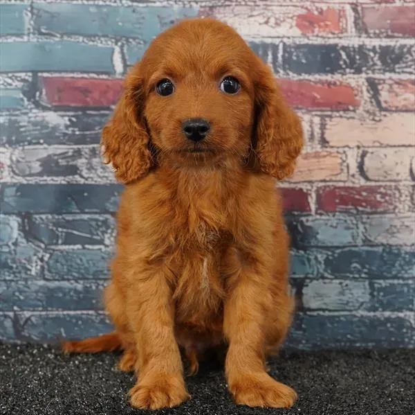 Male Cavapoo puppy for sale at Puppyland San Antonio.