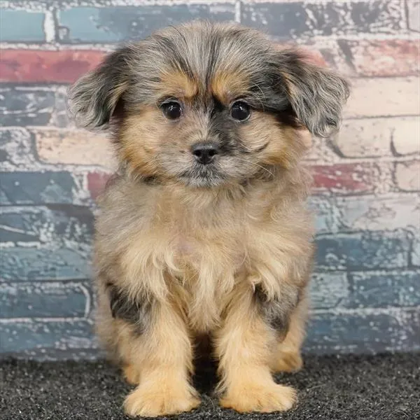 Female Shizapoo puppy for sale at Puppyland San Antonio.