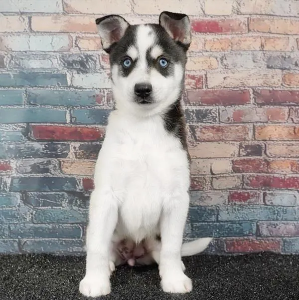 Female Alaskan Klee Kai puppy for sale at Puppyland Chandler.