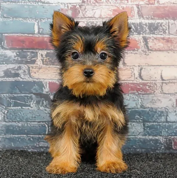 Female Yorkie puppy for sale at Puppyland Murfreesboro.