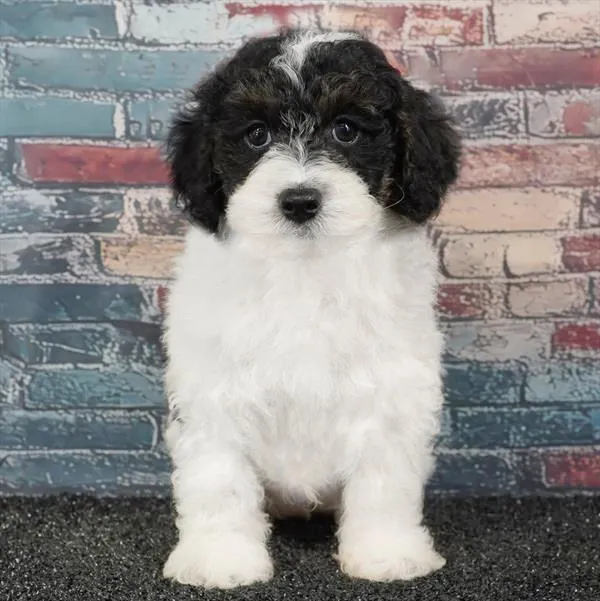 Male Poodle puppy for sale at Puppyland Tolleson.